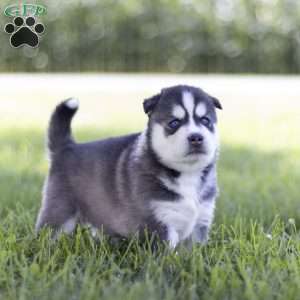 Sage, Siberian Husky Puppy
